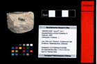 Foto (Objekt + Etikett) von Abyssophthalmus schultzi (Schweitzer & Feldmann, 2009)  (NHMW-GEO-1990-0041-4382)